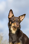 Australian Kelpie