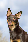 Australian Kelpie