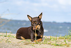 Australian Kelpie