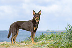 Australian Kelpie