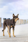 Australian Kelpie