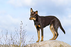 Australian Kelpie