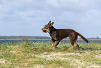 Australian Kelpie