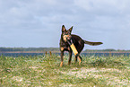 Australian Kelpie