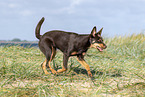 Australian Kelpie