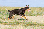 Australian Kelpie