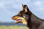 Australian Kelpie