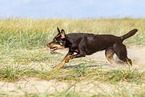 Australian Kelpie