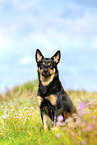 Australian Kelpie