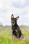 Australian Kelpie