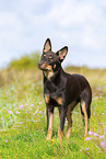 Australian Kelpie