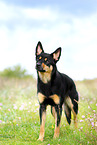 Australian Kelpie