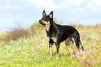 Australian Kelpie