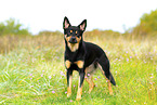 Australian Kelpie