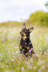 Australian Kelpie