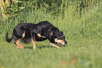 Australian Kelpie