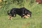 Australian Kelpie