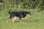 Australian Kelpie