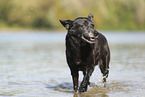 Australian Kelpie