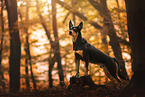 Australian Kelpie