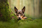 Australian Kelpie