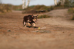 Australian Kelpie