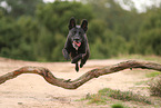 black Australian Kelpie