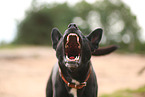 black Australian Kelpie