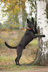 black Australian Kelpie