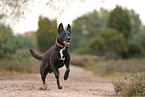 black Australian Kelpie