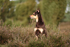 Australian Kelpie