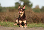 Australian Kelpie