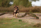 Australian Kelpie