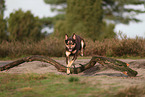 Australian Kelpie