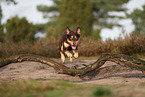 Australian Kelpie