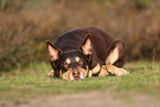 Australian Kelpie