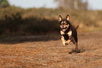 Australian Kelpie