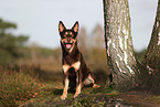 Australian Kelpie