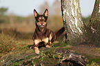 Australian Kelpie