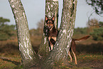 Australian Kelpie