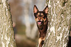 Australian Kelpie