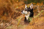 Australian Kelpie