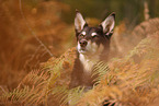 Australian Kelpie