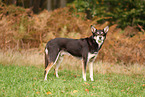 Australian Kelpie