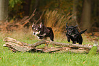 Australian Kelpies