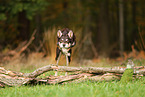 Australian Kelpie