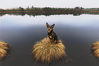 Australian Kelpie