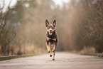 Australian Kelpie