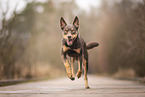 Australian Kelpie