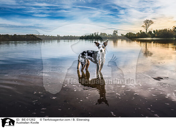 Australian Koolie / BE-01262